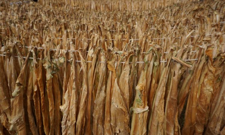 Doğa ile barışma çağrısı: “Yüzeyin Kabuğunda” sergisi Antalya’da açılıyor